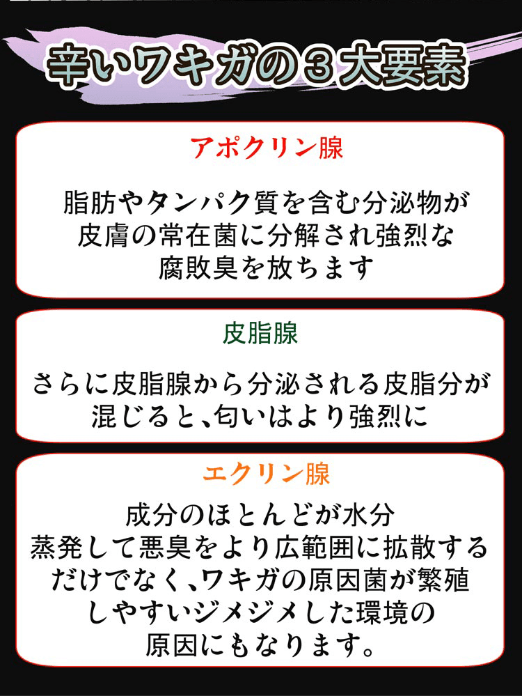 辛いワキガの３大要素、アポクリン腺、皮脂腺、エクリン腺